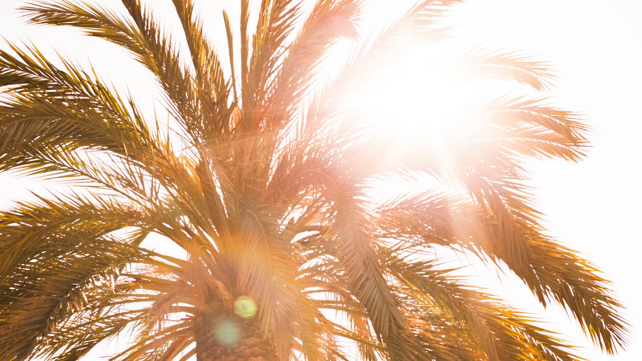Wallpaper palm, sun, flare, light, bright