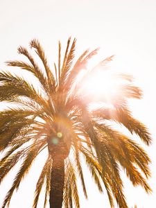 Preview wallpaper palm, sun, flare, light, bright