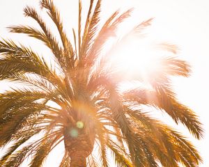 Preview wallpaper palm, sun, flare, light, bright
