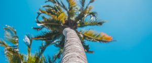 Preview wallpaper palm, sun, summer, tropics