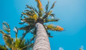 Preview wallpaper palm, sun, summer, tropics