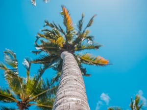 Preview wallpaper palm, sun, summer, tropics