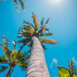 Preview wallpaper palm, sun, summer, tropics