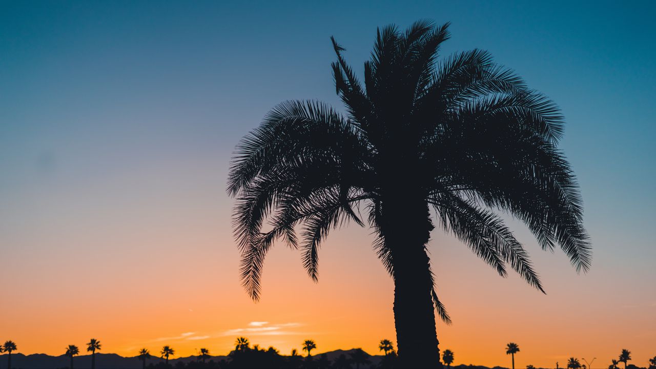 Wallpaper palm, sunset, leaves, branches, sky, tropics