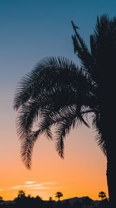 Preview wallpaper palm, sunset, leaves, branches, sky, tropics