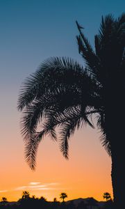 Preview wallpaper palm, sunset, leaves, branches, sky, tropics