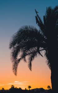 Preview wallpaper palm, sunset, leaves, branches, sky, tropics