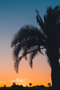 Preview wallpaper palm, sunset, leaves, branches, sky, tropics