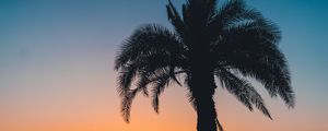 Preview wallpaper palm, sunset, leaves, branches, sky, tropics