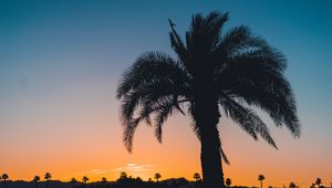 Preview wallpaper palm, sunset, leaves, branches, sky, tropics