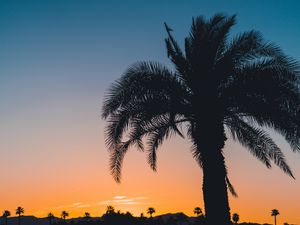 Preview wallpaper palm, sunset, leaves, branches, sky, tropics