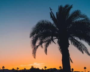 Preview wallpaper palm, sunset, leaves, branches, sky, tropics