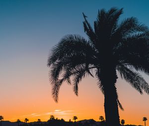 Preview wallpaper palm, sunset, leaves, branches, sky, tropics