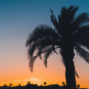 Preview wallpaper palm, sunset, leaves, branches, sky, tropics