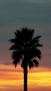 Preview wallpaper palm, sunset, palm trees, sky, tropics