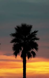 Preview wallpaper palm, sunset, palm trees, sky, tropics