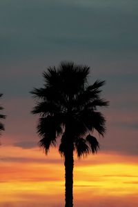 Preview wallpaper palm, sunset, palm trees, sky, tropics