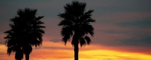 Preview wallpaper palm, sunset, palm trees, sky, tropics