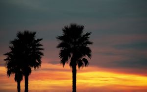 Preview wallpaper palm, sunset, palm trees, sky, tropics