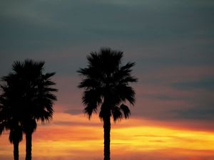 Preview wallpaper palm, sunset, palm trees, sky, tropics