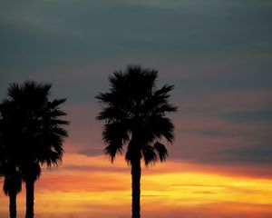 Preview wallpaper palm, sunset, palm trees, sky, tropics