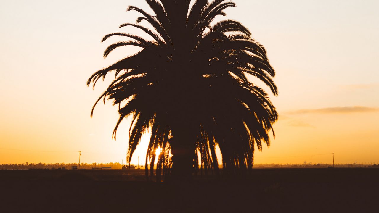 Wallpaper palm, sunset, shadows, horizon, silhouette