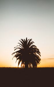 Preview wallpaper palm, sunset, shadows, horizon, silhouette