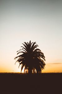 Preview wallpaper palm, sunset, shadows, horizon, silhouette