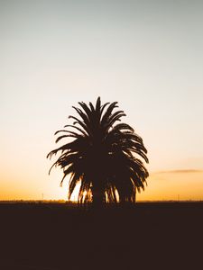 Preview wallpaper palm, sunset, shadows, horizon, silhouette