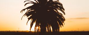 Preview wallpaper palm, sunset, shadows, horizon, silhouette