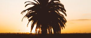 Preview wallpaper palm, sunset, shadows, horizon, silhouette