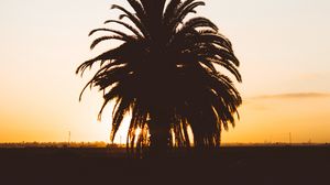 Preview wallpaper palm, sunset, shadows, horizon, silhouette