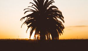 Preview wallpaper palm, sunset, shadows, horizon, silhouette