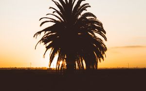 Preview wallpaper palm, sunset, shadows, horizon, silhouette