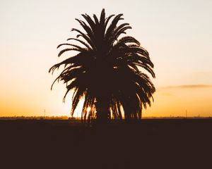 Preview wallpaper palm, sunset, shadows, horizon, silhouette