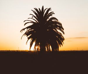 Preview wallpaper palm, sunset, shadows, horizon, silhouette