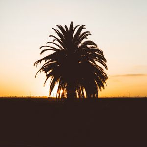 Preview wallpaper palm, sunset, shadows, horizon, silhouette