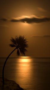 Preview wallpaper palm, sunset, silhouette, sea, glare