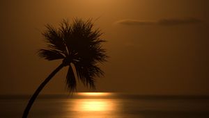 Preview wallpaper palm, sunset, silhouette, sea, glare