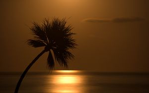 Preview wallpaper palm, sunset, silhouette, sea, glare