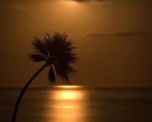 Preview wallpaper palm, sunset, silhouette, sea, glare