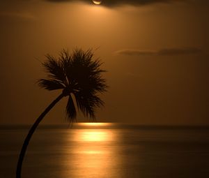 Preview wallpaper palm, sunset, silhouette, sea, glare