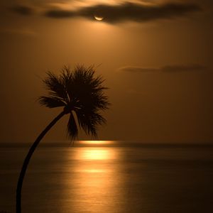 Preview wallpaper palm, sunset, silhouette, sea, glare