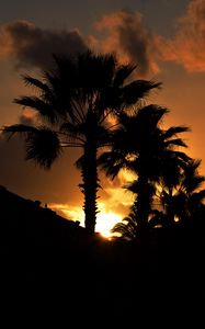 Preview wallpaper palm, sunset, silhouette, branches