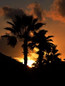 Preview wallpaper palm, sunset, silhouette, branches