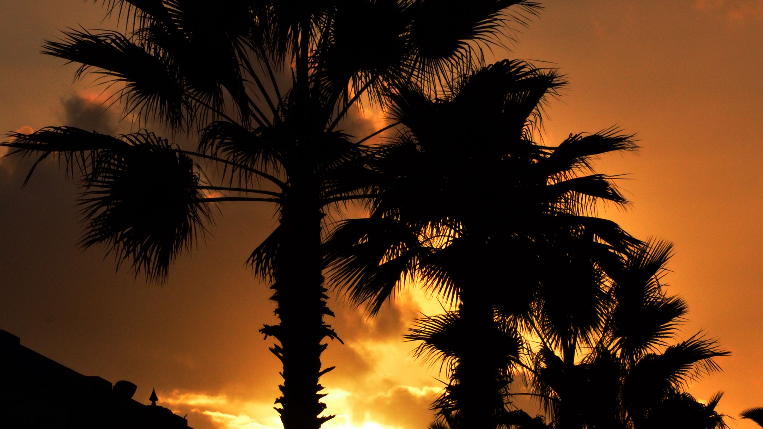 Download wallpaper 2560x1440 palm, sunset, silhouette, branches