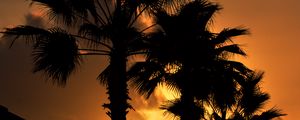 Preview wallpaper palm, sunset, silhouette, branches