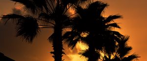 Preview wallpaper palm, sunset, silhouette, branches