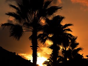 Preview wallpaper palm, sunset, silhouette, branches