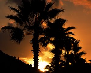 Preview wallpaper palm, sunset, silhouette, branches